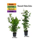 Defne Çalısı+Yoğun Kokulu Hanımeli Çiçeği Fidanı 2'li Bahçe Peyzaj Seti, SRD04022025BYB432