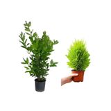 Defne Fidanı Kokulu(40-60Cm)+ Limon Servi Fidanı(20-40Cm) 2'li Set Bahçe Bitkisi, BTS001NA0921