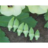 Defne Store Bamya Japon Tohumu - Aksel 10 G - Standart - Çok Renkli