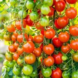 Defne Store Doğal Cherry Domates Tohumu - Standart - Çok Renkli