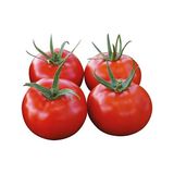 Defne Store Domates Nur Tohumu - 10 G - Standart - Çok Renkli