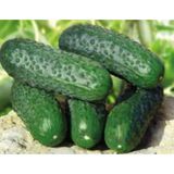 Defne Store Hıyar Kornişon Tohumu 10 G - Standart - Çok Renkli