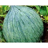 Defne Store Kavun Hasanbey Tohumu 10 G - Standart - Çok Renkli