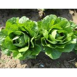 Defne Store Marul Yedikule Tohumu - 10 G - Standart - Çok Renkli