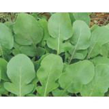 Defne Store Roka Tohumu - Aksel 10 G - Standart - Çok Renkli