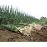 Defne Store Soğan Zümrüt Tohumu - Aksel 10 G - Standart - Çok Renkli