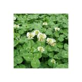 DEFNE TOHUMCULUK Ak Üçgül Tohumu 1 Kg Trifolium Repens Süs Yoncası Tohumu Bodur Yonca Tohumu Yonca Çim Tohumu