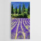 Dekolata Lavantalar Çam Ağaçları Kanvas Tablo 40 x 80 CM