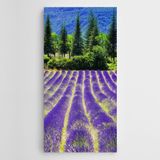 Dekolata Lavantalar Çam Ağaçları Kanvas Tablo 60 x 120 CM