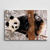 Dekolata Sevimli Panda 60x85 cm Kanvas Tablo