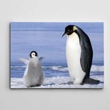 Dekolata Sevimli Yavru Penguen 70x100 cm Kanvas Tablo
