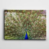 Dekolata Tavus Kuşu 25x35 cm Kanvas Tablo