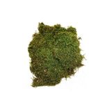 Dekora Çiçek Doğal Şoklanmış Kaya ve Ağaç Yosunu, Teraryum Yosunu,Kuru Yosun 25x25 cm