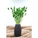 Dekora Çiçek Kurutulmuş Kuş Otu (Palaris Çiçeği) Yeşil 50 Dal
