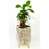 Dekoratif Ağaç Kabuğu Desenli Saksıda Mini Bonsai