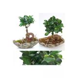 Dekoratif Kayık Saksıda Ficus Ginseng Bonsai