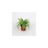 Dekoratif Kurdele Çiçeği Chlorophytum Comosum Variegatum 10-20 Cm