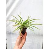 Dekoratif Kurdele Çiçeği Fidanı 1 Adet Chlorophytum Comosum