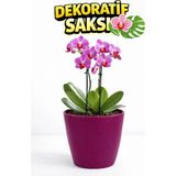 Dekoratif Orkide Saksısı - 12 Lik Üretim Saksısına Uygun Kaliteli Ürün