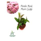 Dekoratif Özel Tür Canlı Bitki Pembe Renk Mum Çiçeği 10-20Cm 1 Adet