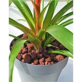 Dekoratif Pomza Taşı 4 kg 15-25 mm Kırmızı Pomza Tarım Pomzası Bahçe Saksı Teraryum Taşı Ponza