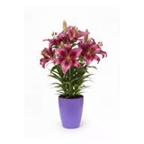 Dekoratif Saksı 1.25 L - Lila + Orkide Yetiştirme Saksısı Hediye(12 Pot 1 Adet)