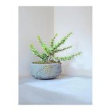 Dekoratif Saksıda Afra Bonsai Yeşim Ağacı
