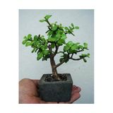 Dekoratif Saksıda Bonsai Ara Çiçeği Afra Yeşim Ağacı