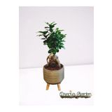 Dekoratif Saksıda Bonsai Ficus Ginseng