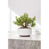 Dekoratif Saksıda Bonsai Yeşim Ağacı Fil Azığı 002
