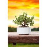 Dekoratif Saksıda Bonsai Yeşim Ağacı Fil Azığı