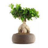 Dekoratif Saksıda Ficus Bonsai