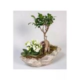 Dekoratif Saksıda Ficus Gingsey Bonsai Ve Kalanşo