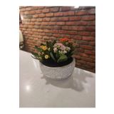 Dekoratif Saksıda Kalanşo Kalanchoe