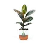 Dekoratif Saksılı Ficus Elastica Midi Boy Kauçuk Çiçeği 1 Adet Saksılı 20-45Cm, GDB15112024NA21