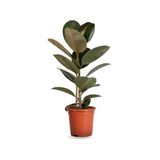 Dekoratif Saksılı Ficus Elastica Midi Boy Kauçuk Çiçeği 1 Adet Saksılı 20-45Cm, SRD1322025BYB13