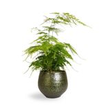 Dekoratif Salon Çiçeği Asparagus Setaceus Tül Kuşkonmaz Çiçeği 10-30Cm, SRD04022025BYB14