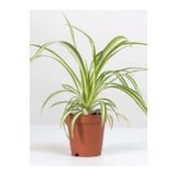 Dekoratif Salon Çiçeği Chlorophytum Comosum Kurdele Çiçeği 30-40Cm, SRD02102024NA57