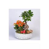 Dekoratif Taş Saksıda Bonsai Ve Kalanşo Aranjmanı