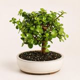 Dekoratif Taş Saksıda Para Ağacı Crassula Ovata