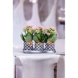Dekoratif Taş Saksılarda Kalanşo Bitkileri Kalanchoe 001L