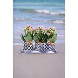 Dekoratif Taş Saksılarda Kalanşo Bitkileri Kalanchoe 001Lp