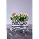 Dekoratif Taş Saksılarda Kalanşo Bitkileri Kalanchoe 001Lpd