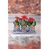 Dekoratif Taş Saksılarda Kalanşo Bitkileri Kalanchoe Kzl