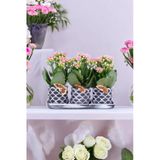 Dekoratif Taş Saksılarda Kalanşo Bitkileri Kalanchoe