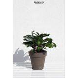 Dekorsende 30 cm Calethea Demeti Yapay Bitki