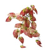 Dekorsende 40 cm Caladium Sarmaşık Demeti Yapay Bitki