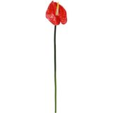 Dekorsende 40 cm Canlı Dokunuş Kırmızı Antoryum Çiçeği Yapay Bitki