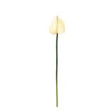 Dekorsende 40 cm Canlı Dokunuş Krem Antoryum Çiçeği Yapay Bitki