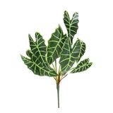 Dekorsende 65 cm Alocasia Demeti Yapay Bitki